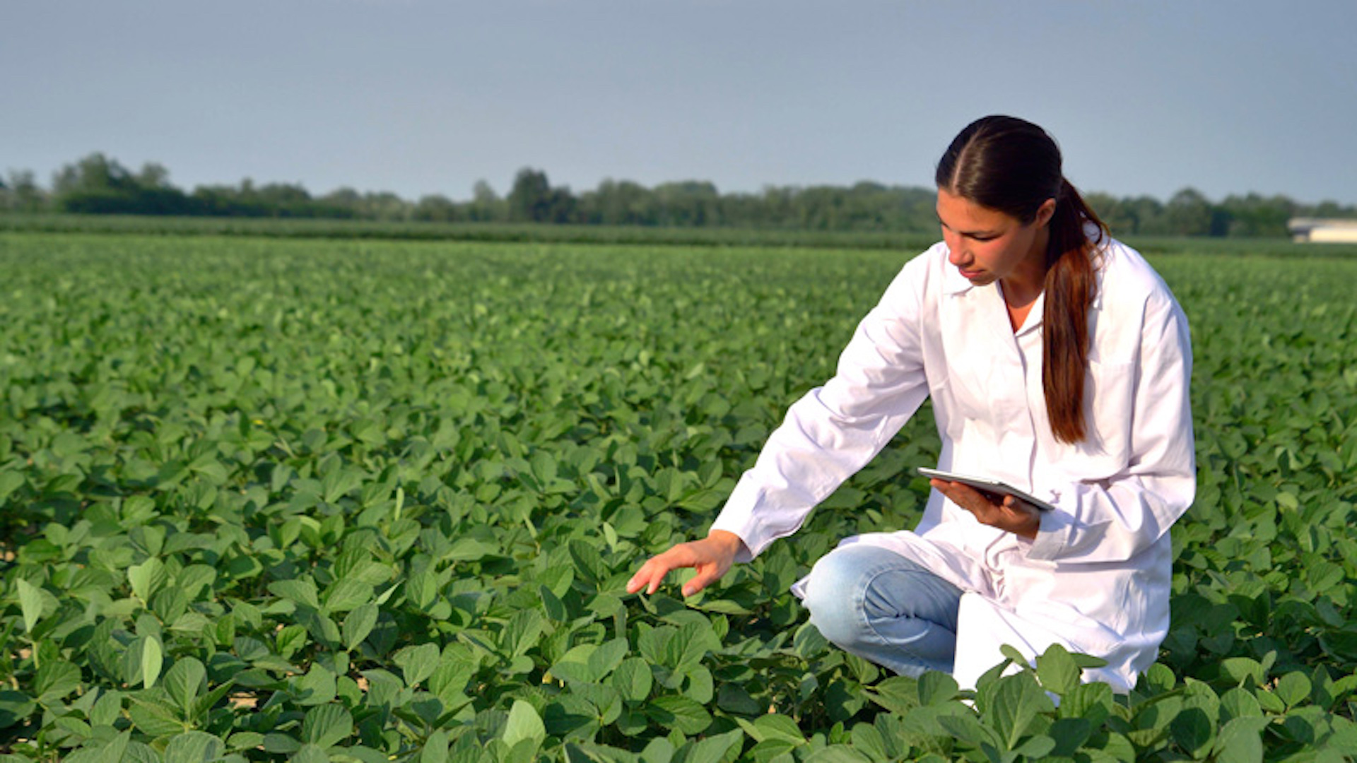 Policy Progress: Draft Law on Import of Innovative Crop Protection Products for State Testing Was Recommended for the First Reading