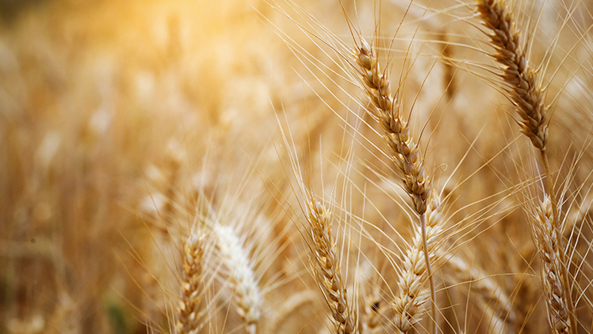 Policy Progress: New Wheat Standard Enters into Force Already in June