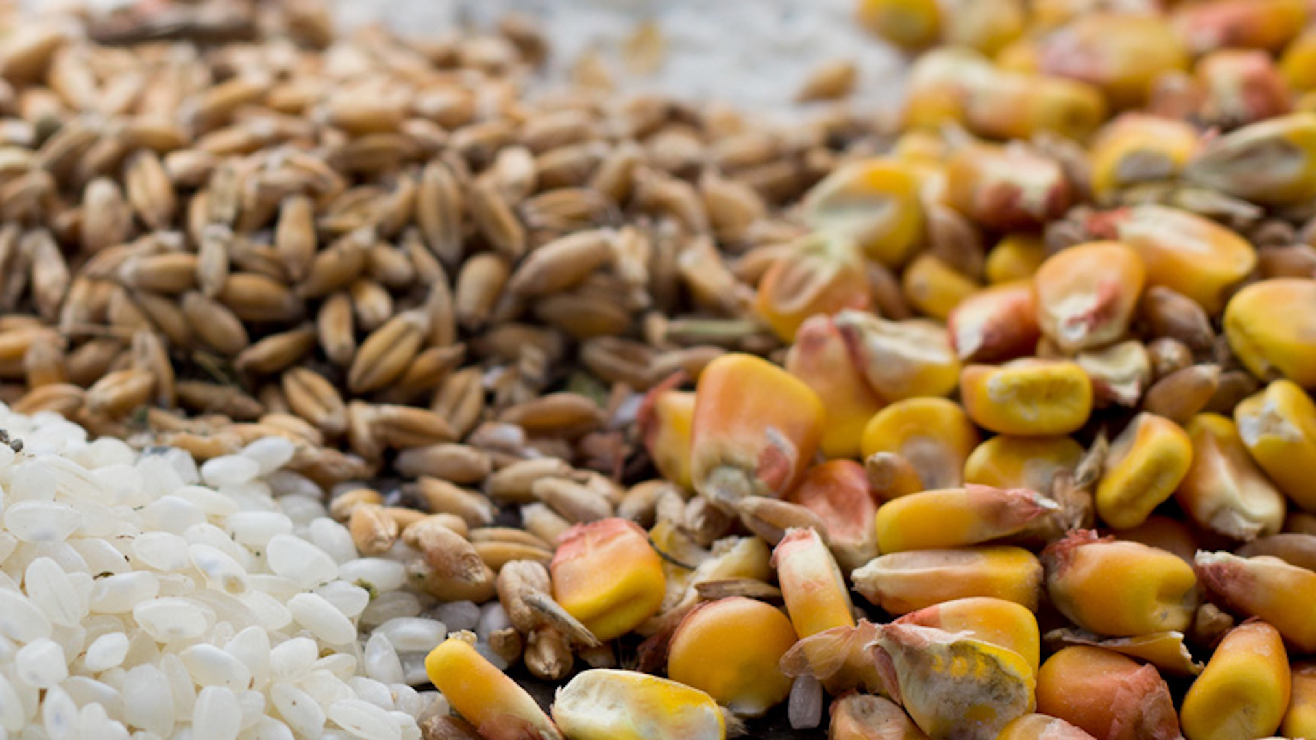 Policy Win: State Service for Food Safety & Consumer Protection Clarified the English Title for Written Notices to Phytosanitary Certificates