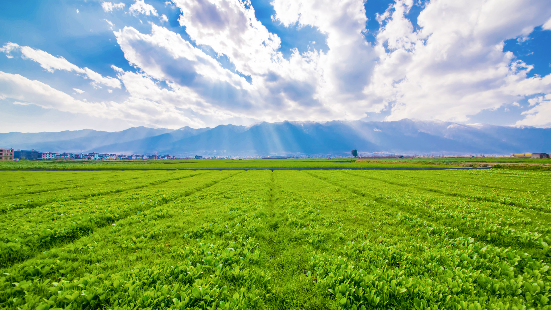 Policy Progress: Protocol on Export of Rapeseed Meal to China was Signed