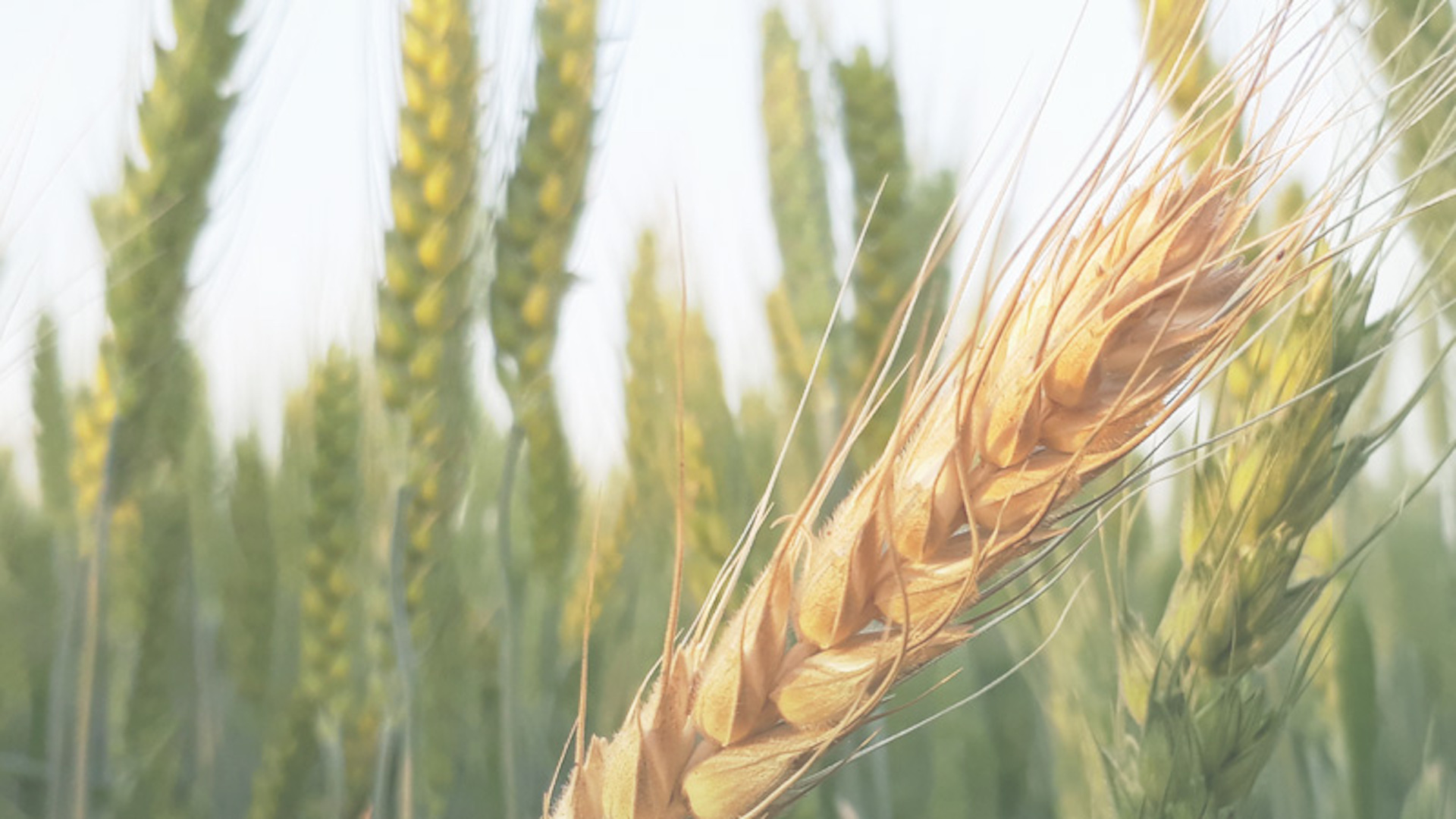 Policy Win: The Government Launched a Market of Private Phytosanitary Laboratories