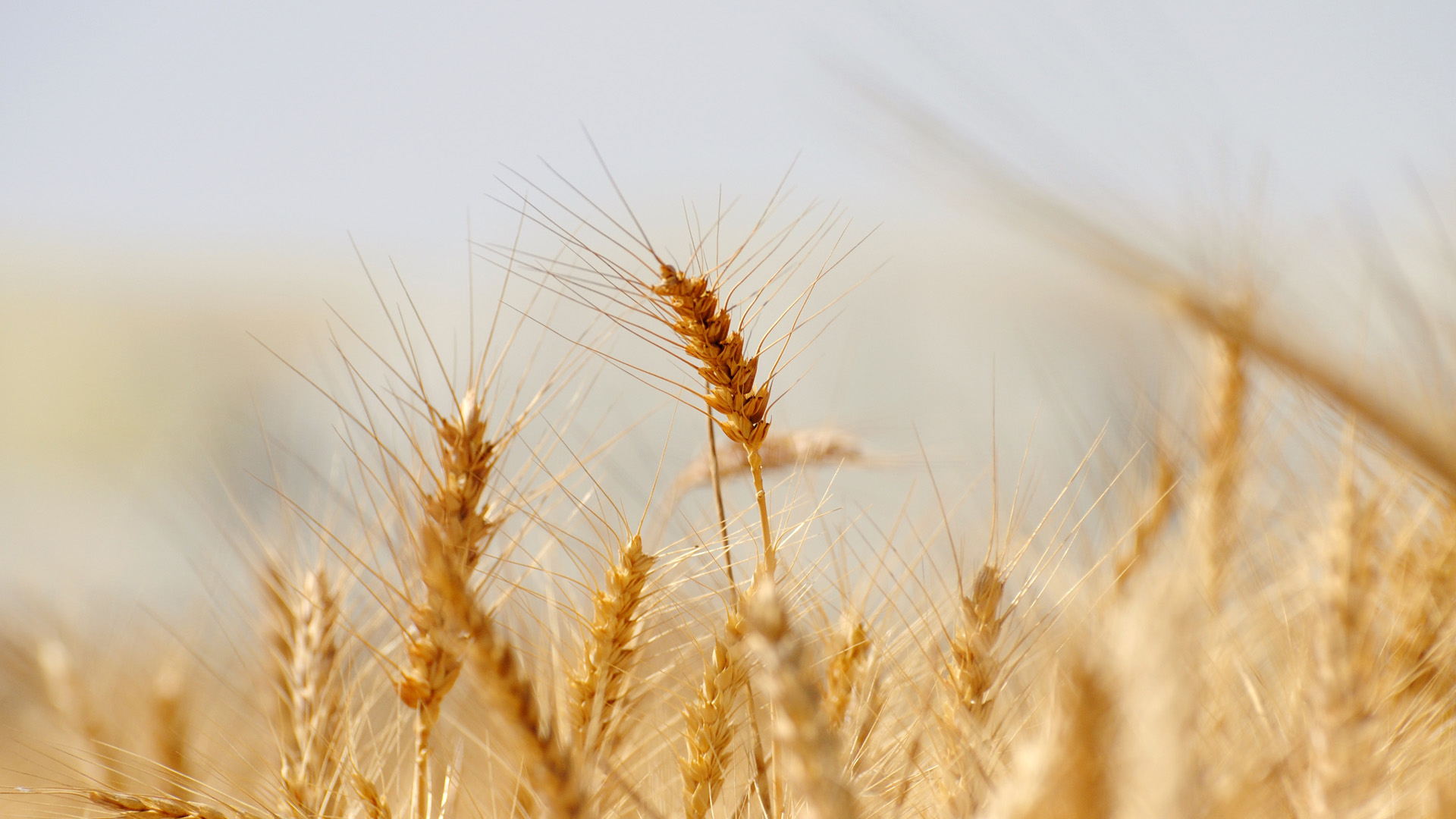 Policy Progress: European Commission Proposed to Recognize the Seed Certification System Equivalence between Ukraine & EU