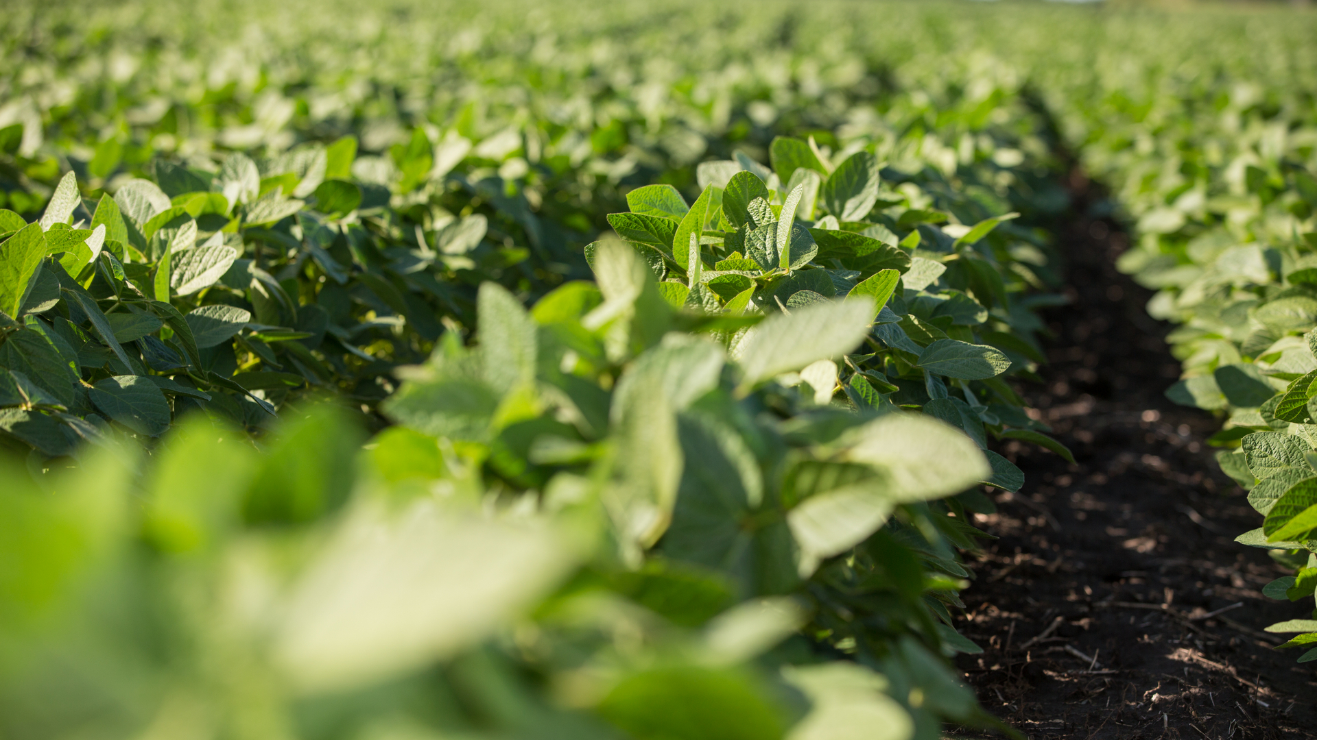 Policy Win: The President of Ukraine Signed the Law Abolishing the “Soybean Amendments”