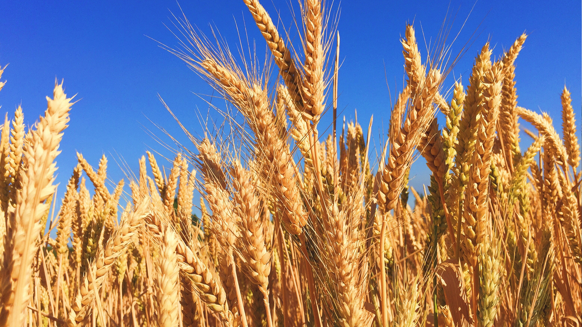 Policy Progress: The Certification Procedure For Barley Export Was Simplified