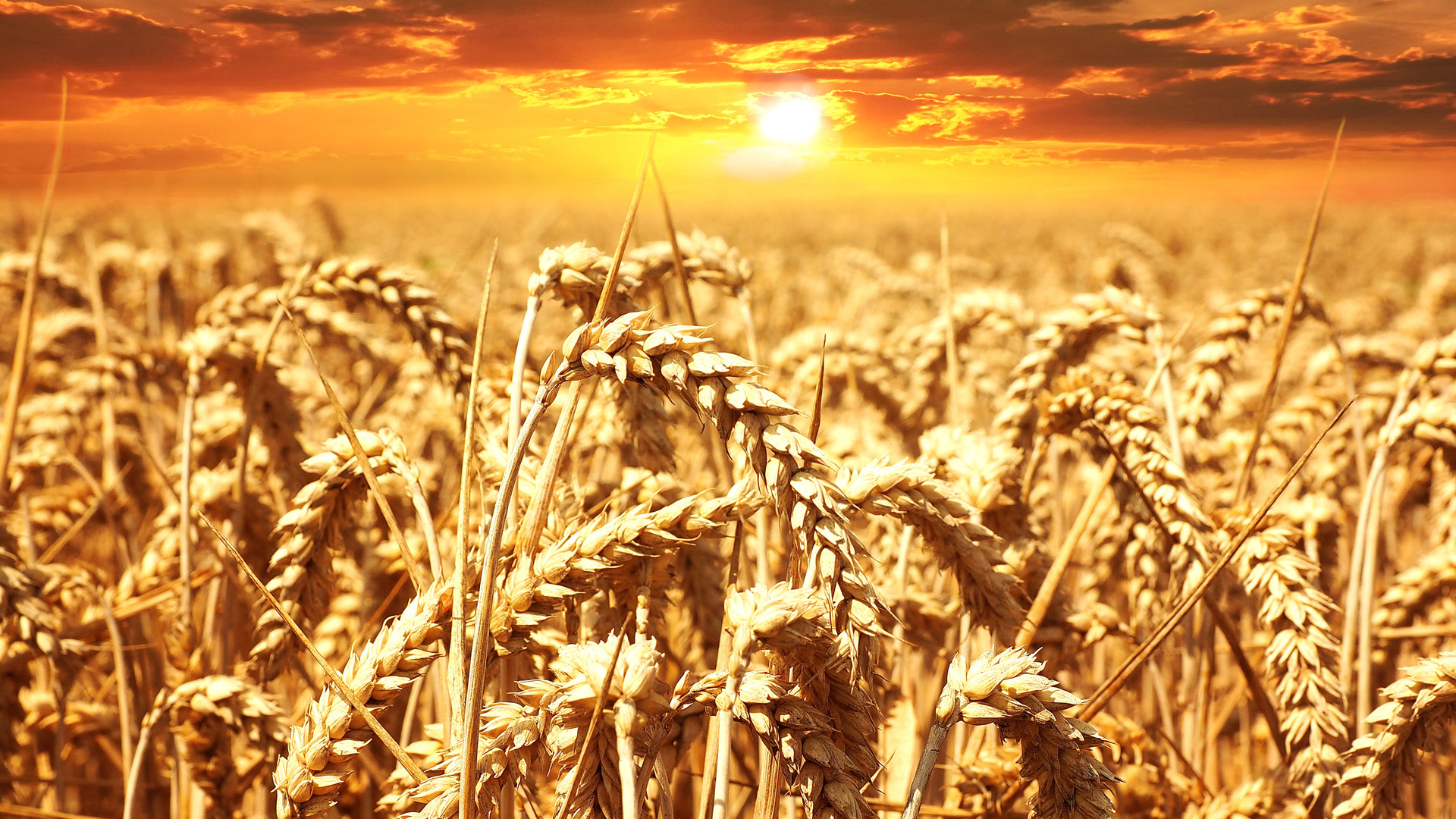 Policy Progress: The Chamber Signed the Memorandum of Understanding on the Grain Market with the Ministry for Development of Economy, Trade and Agriculture