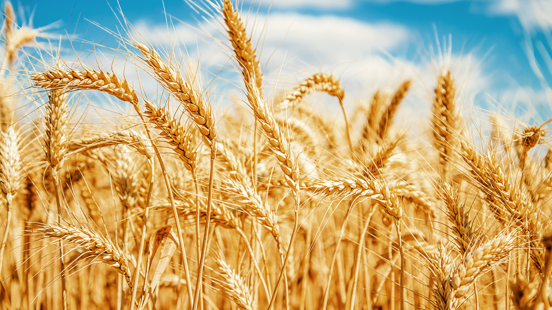 Policy Progress: Annex to the Memorandum of Understanding Was Signed Approving the Maximum Export Volumes of Wheat for 2020/2021 Marketing Year
