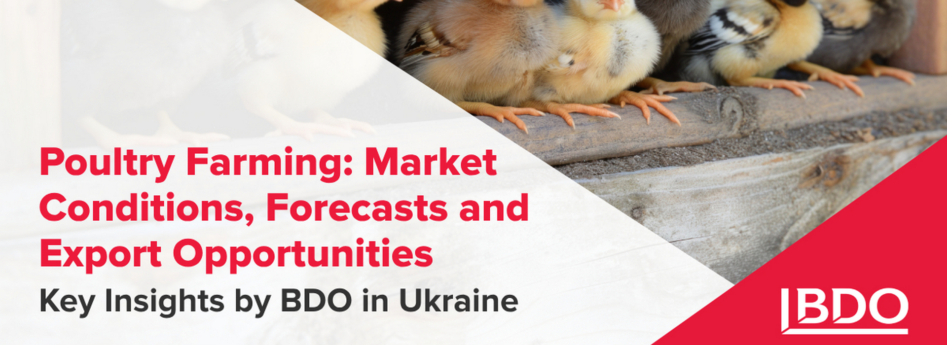 Poultry Farming: Market Conditions, Forecasts and Export Opportunities. Key Insights by BDO in Ukraine