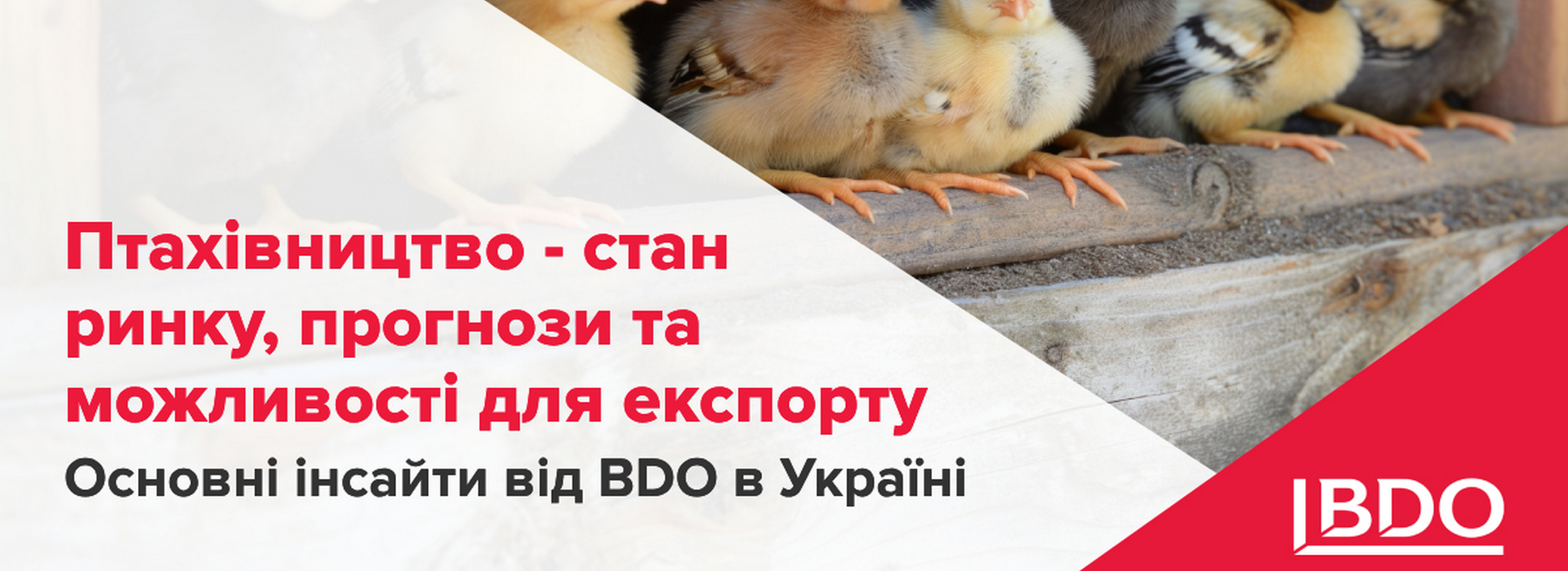 BDO в Україні про птахівництво: стан ринку, прогнози і можливості для експорту